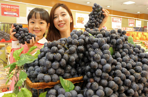 햇 머루포도 맛 보세요! | 세계일보